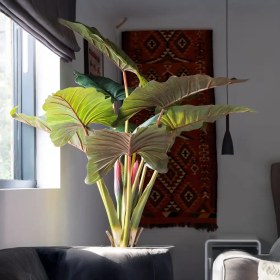 تصویر گیاه بابا آدم آلوکازیا مصنوعی 