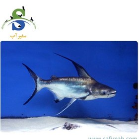 تصویر ماهی پنگوسی باله بلند 