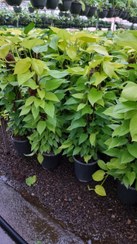 تصویر پتوس چماقی نئون 