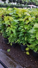 تصویر پتوس چماقی نئون 