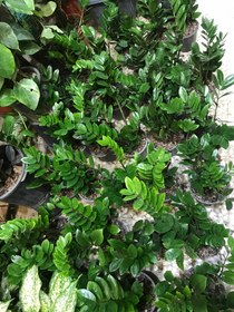 تصویر زاموفیلیا سبز گلدان ۳ 