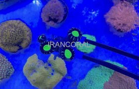 تصویر گیره کربن جابه جایی مرجان Carbon fiber aquarium tweezer