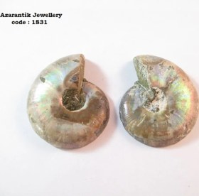 تصویر فسیل آمونیت اصل کد 1831 