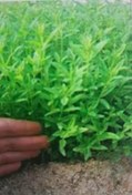 تصویر نشا به لیمو Lemon verbena