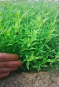 تصویر نشا به لیمو Lemon verbena