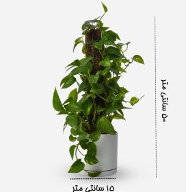 تصویر پتوس قیم دار 