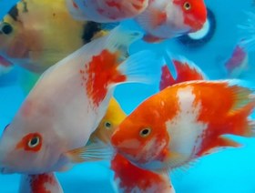 تصویر ماهی پرت سانتا جفت( نر و ماده) Parrot santa fish