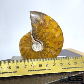 تصویر فسیل آمونیت 