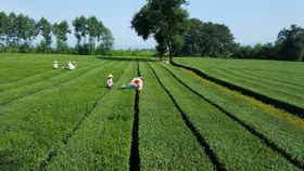 تصویر چای ممتاز زرین فومنات ۴۵۰ گرمی 