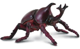 تصویر سوسک کرگدنی 