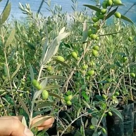 تصویر نهال زیتون زرد طارم 