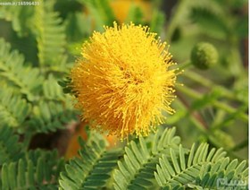 تصویر بسته 10 عددی بذر گیاه مُشک Acacia farnesiana 