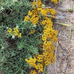 تصویر بومادران خشک شده(10 گرمی) تازه خشک شده و خوش رنگ 