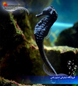 تصویر اسبک ماهی مشکی آب شور 