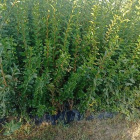 تصویر گیاه ترون همیشه سبز جهت ایجاد حصار و پرچین - سبز Ligustrum vulgare