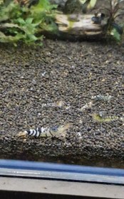 تصویر شریمپ میگو تایگر کلاسیک 