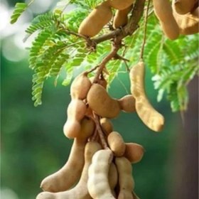 تصویر بذر تمر هندی 10 عددی 