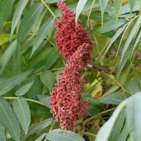 تصویر بذر سماق کوهی 10 عددی 