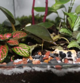 تصویر تراریوم طرح جنگل ساخت و ارسال این کار 10 روز زمان میبره