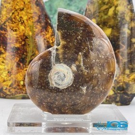 تصویر فسیل آمونیت دفع انرژی منفی fossil ammonite 