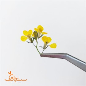 تصویر گل خاکِشیر (۱۰ عددی) 