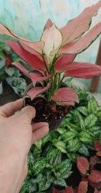 تصویر گل آپارتمانی آگلونما صورتی 