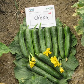 تصویر بذر خیار اورکا کلوز فرانسه 2500 عددی Clouse Cucumber Oreka Seed Num 2500 Seeds