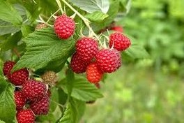 تصویر نهال رزبری قرمز Raspberry plant