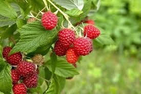 تصویر نهال رزبری قرمز Raspberry plant