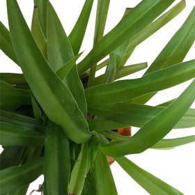 تصویر گیاه طبیعی گندمی ناردونه کد S - M02 | کد: ZNB-4ME 