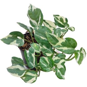 تصویر پتوس ارتشی 