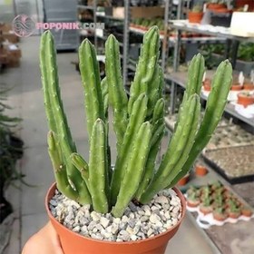 تصویر بذر کاکتوس استاپلیا 5 عددی 