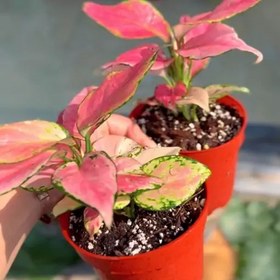 تصویر آگلونما پینک کاترین عروسکه زیبا Aglaonema Pink Katrina هزینه ارسال بصورت پس کرایه و بعهده مشتری می باشد 