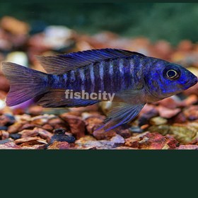 تصویر سیچلاید آفریقایی 