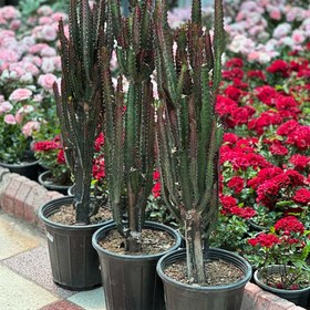 تصویر گیاه افوربیا قرمز 