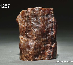 تصویر فسیل چوب 