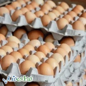 تصویر تخم مرغ محلی 