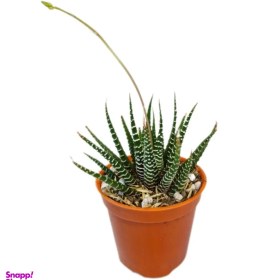 تصویر گیاه طبیعی ساکولنت هاورتیا مدل 05 