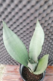 تصویر سانسوریا مهتابی Sansevieria Moonshine