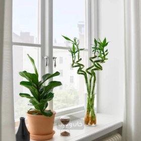 تصویر گیاه لاکی بامبو/مارپیچ 45 سانتی متر ایکیا IKEA DRACAENA IKEA DRACAENA Plant Lucky bamboo/spiral 45 cm