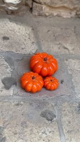 تصویر ست کدو تزیینی 