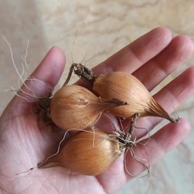 تصویر پیاز گل زنبق (پیازی) 