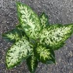 تصویر دیفن روژینا 