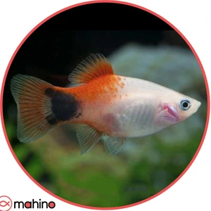 تصویر فروشگاه ماهینو