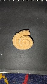 تصویر فسیل قدیمی هلزون 