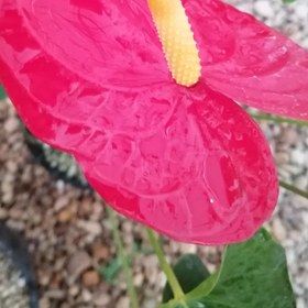 تصویر گیاه آنتوریوم Anthurium