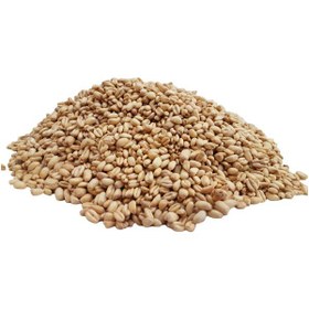 تصویر گندم بو داده 