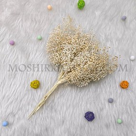 تصویر گل خشک عدسی سفید 