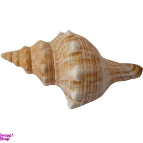 تصویر صدف تزئینی کد RS495 