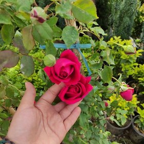 تصویر رز رونده گیاه گلدار باغچه ای دارای گل های درشت 